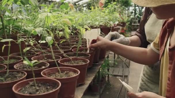 認識できない女性とティーンガールは 温室の家の植物とポットにラベルを貼る — ストック動画