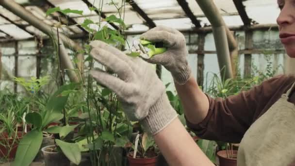 Mulher Branca Madura Que Trabalha Estufa Cortando Folhas Plantas Sala — Vídeo de Stock