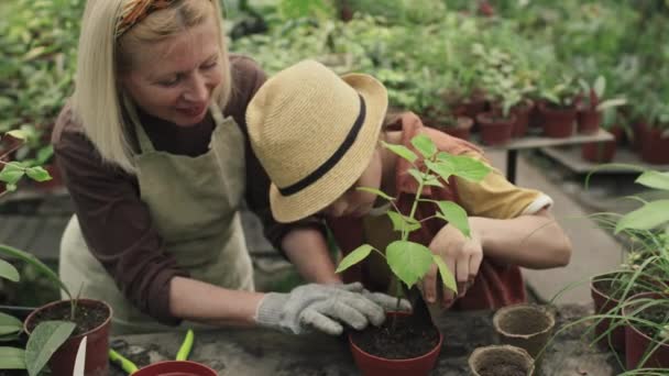 Wysoki Kąt Średniego Ujęcia Nastolatki Jej Babci Sadzenie Roślin Domowych — Wideo stockowe