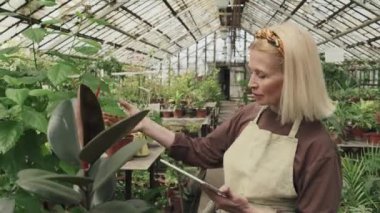 Serada çalışan yaşlı beyaz kadının dijital tablet kullanan bitkilerin kalitesini ve miktarını kontrol ederken çekilen görüntüler.