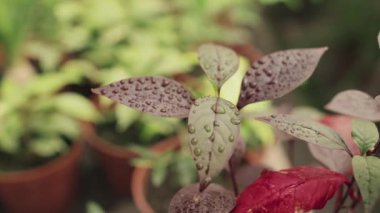 Seçici odaklanma. Kimse yapraklarında su damlacıkları olan güzel bitkilere yakından bakmaz.