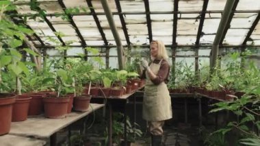 Kafkasyalı yaşlı bir kadının sera kesme tesisinde çalışırken çekilmiş uzun bir fotoğrafı.