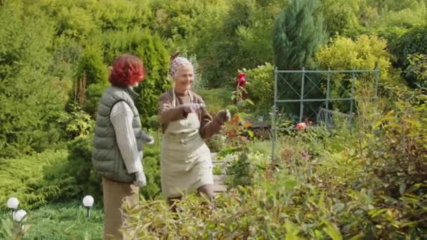 Starsza Kobieta Spędza Czas Ogrodzie Słoneczny Jesienny Dzień Krojąc Kwiaty — Wideo stockowe