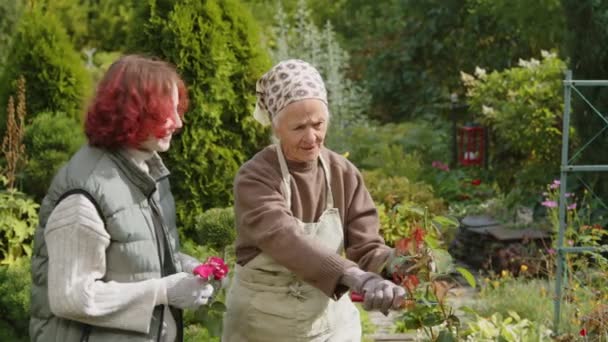 Babcia Wnuczka Spędzają Jesienny Dzień Razem Pracując Ogrodzie Krojąc Krzewy — Wideo stockowe