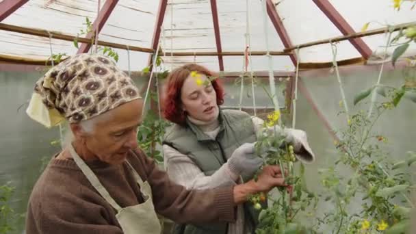 頭にケルチーフを着ているシニアの女性と温室でトマトを結ぶ彼女の孫娘 — ストック動画
