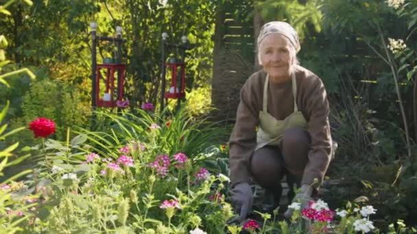 カメラで笑顔で彼女の庭で働く彼女の頭の上にエプロンとケルチーフで快適な服を着ている素敵な祖母のミディアム肖像画 — ストック動画