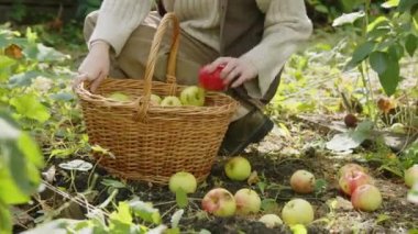 Sonbahar gününü bahçede çalışarak dokuma sepetine düşen elmaları toplayarak geçiren tanınmamış genç bir kadının mahsul fotoğrafı.