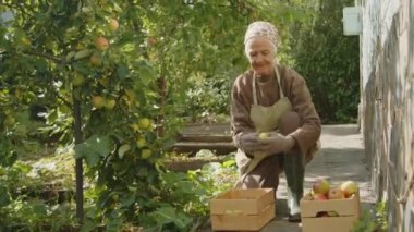 Kırsalda yaşayan yaşlı bir kadın güneşli bir sonbahar günü bahçesinde çalışarak olgun elmaları sınıflandırıyor.