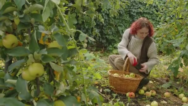 Plan Sélectif Jeune Fille Caucasienne Ramassant Les Pommes Tombées Dans — Video
