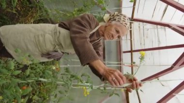 Yaşlı bir kadının domatesleri serada bağlarken orta boy dikey pozu.
