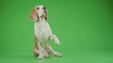 Krom anahtar arka planına karşı poz veren kahverengi ve beyaz erkek Beagle köpeğinin tam karesi, yavaşça patisini uzatıyor, hafifçe yukarı bakıyor.