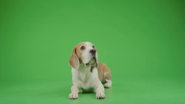 Kahverengi Beyaz Erkek Beagle Köpeğinin Tam Karesi Krom Anahtar Arka — Stok video