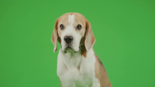Pieno Colpo Marrone Bianco Maschio Beagle Cane Posa Contro Croma — Video Stock