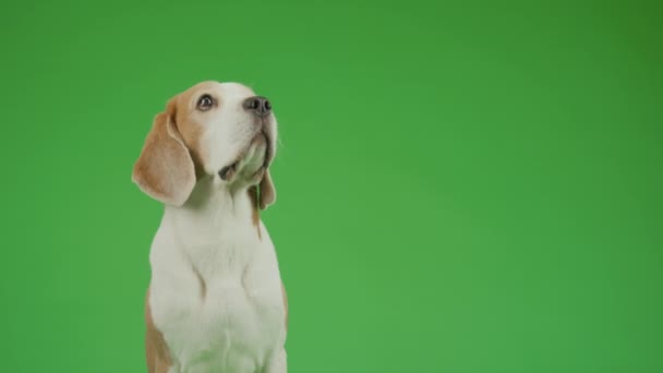Semilateral Médio Tiro Marrom Branco Jovem Cão Beagle Posando Contra — Vídeo de Stock