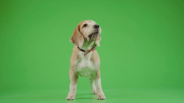 Tiro Frontal Completo Perrito Beagle Con Pajarita Posando Sobre Fondo — Vídeo de stock