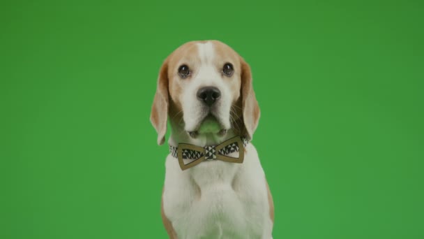 Medium Portret Opname Van Bruin Wit Jong Mannetje Beagle Hond — Stockvideo