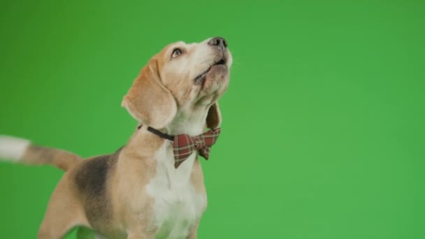 Medium Shot Hare Pied Male Beagle Dog Checkered Bowtie Posing — Stock Video