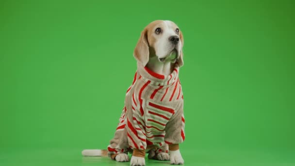 Volledige Voorste Shot Van Bruin Wit Beagle Hond Gekleed Zacht — Stockvideo