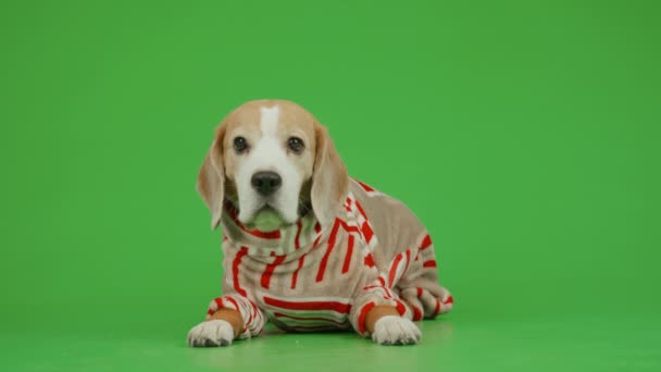 Fotografie Frontală Completă Câine Beagle Maro Alb Îmbrăcat Costum Moale — Videoclip de stoc