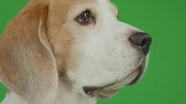 Krom anahtar arka planda oturan kahverengi ve beyaz Beagle köpeğinin yanlarından. Üzücü bir şekilde göz kırpıyor, başını hafifçe hareket ettiriyor.