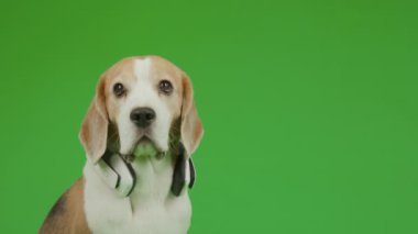 Krom anahtar arka planda oturan kahverengi ve beyaz erkek Beagle köpeğinin yakın plan görüntüsü. Kafasını yavaşça hareket ettiriyor, havayı yalıyor, muhtemelen insan vücuduna tepki veriyor.