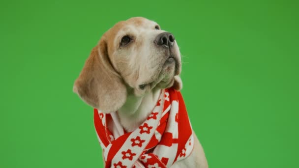 Lös Närbild Solbränd Och Vit Beagle Hund Avskalad Halsduk Sitter — Stockvideo