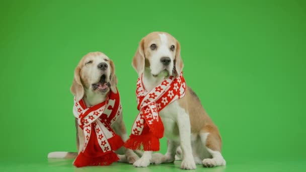Kırmızı Beyaz Eşarplı Kahverengi Beyaz Beagle Köpeklerinin Tam Önü Krom — Stok video
