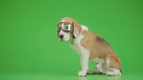 Full Lateral Skott Brun Och Vit Beagle Hund Skyddsglasögon Sitter — Stockvideo