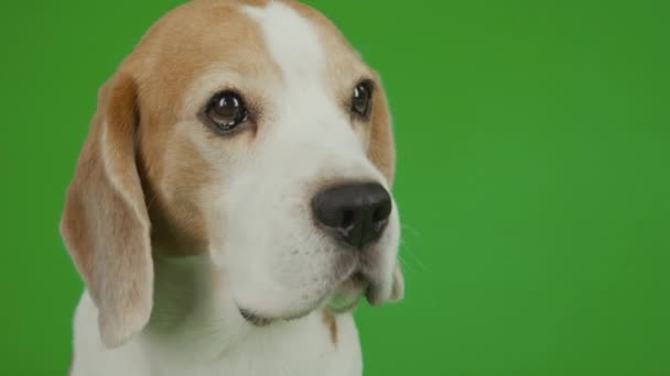 Zbliżenie Brązowo Białego Młodego Psa Beagle Siedzącego Wciąż Tle Chromowanego — Wideo stockowe
