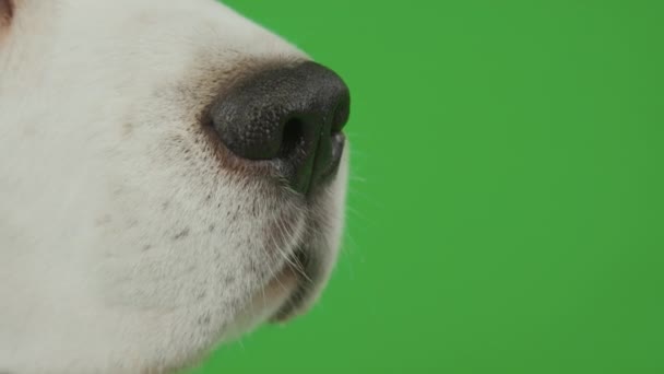 Sidan Närbild Vit Ung Hund Svart Näsa Kroma Nyckel Bakgrund — Stockvideo