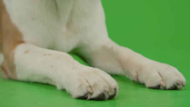 一只褐色和白色的狗站起来 躺在彩色的背景上 只有爪子看得见 — 图库视频影像