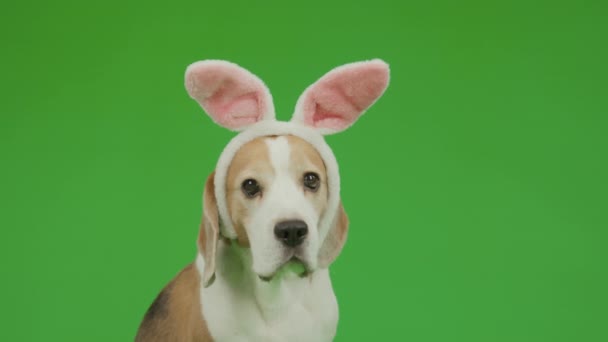 Pembe Tavşan Kulakları Takan Kahverengi Beyaz Beagle Köpeğinin Orta Boy — Stok video