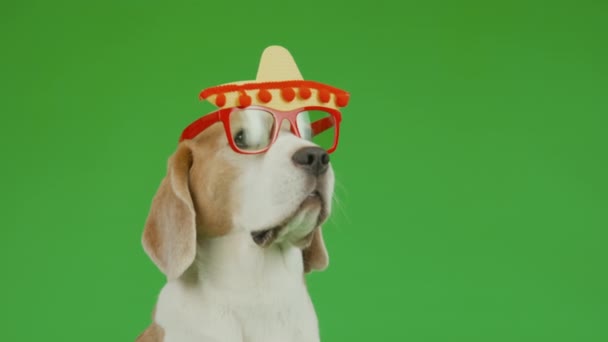 Semilaterale Allentato Primo Piano Marrone Bianco Beagle Cane Divertenti Occhiali — Video Stock