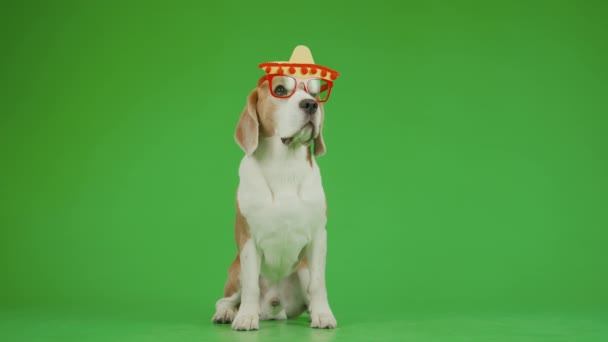 Pieno Colpo Anteriore Marrone Bianco Maschio Beagle Cane Divertenti Occhiali — Video Stock