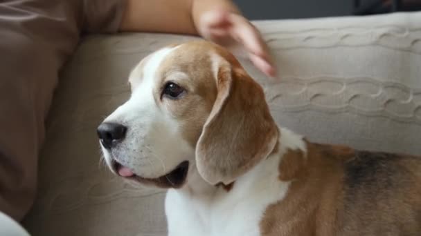 Apretado Tiro Semilateral Mediano Perro Beagle Picado Liebre Joven Sentado — Vídeo de stock