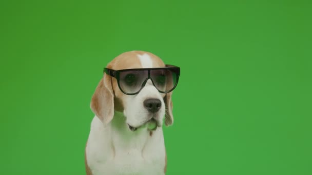 Vorne Lose Nahaufnahme Eines Braunen Und Weißen Jungen Beagle Hundes — Stockvideo