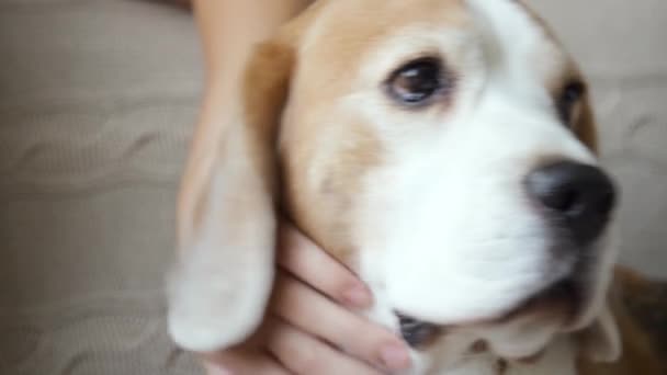 Primo Piano Giovane Marrone Bianco Beagle Cane Seduto Sul Divano — Video Stock
