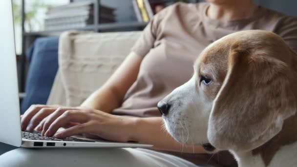 Midsection Shot Woman Typing Laptop Living Room Couch Beagle Dog — Stock Video