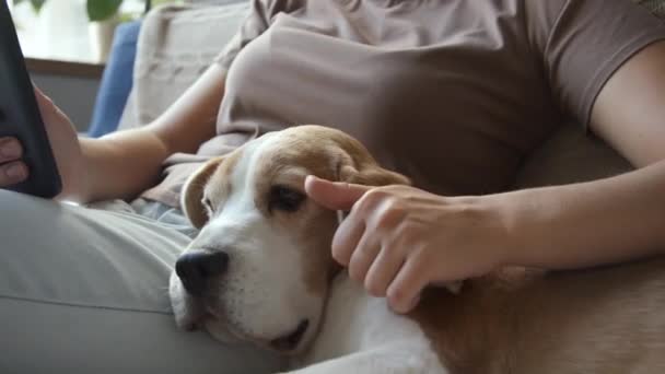 ソファーのリビングルームで携帯電話をスクロールする女性のミドセクションショットは 横に横たわっている彼女のビーグル犬を注意深く見つける クロップされた画像 — ストック動画
