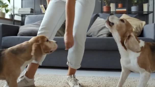 Colpo Ritagliato Donna Jeans Leggeri Che Allena Due Cani Beagle — Video Stock