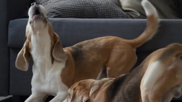 Przycięte Średnie Pełne Ujęcie Dwóch Zajętych Psów Beagle Szczekających Salonie — Wideo stockowe