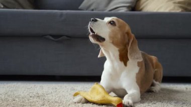 Orta boy kahverengi ve beyaz tavşanlı, havlayan, kuyruğunu sallayan, sahibini çağıran, köpekten oyuncağı alan, sonra geri veren, onunla oynayan bir köpek. Oturma odası, gündüz.