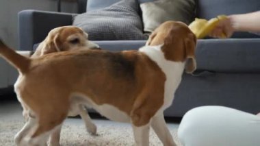 Orta kısımda oturan bir kadının oturma odasında iki kahverengi ve beyaz tavşanlı Beagle köpeğiyle oynarken, köpekler kuyruklarını sallarken, çekici kadını tutarken. Arka planda kanepe, gündüz
