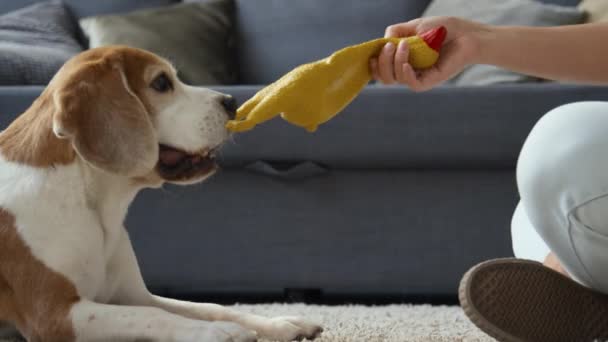 Colpo Ritagliato Laterale Giovane Lepre Marrone Bianco Pied Beagle Cane — Video Stock