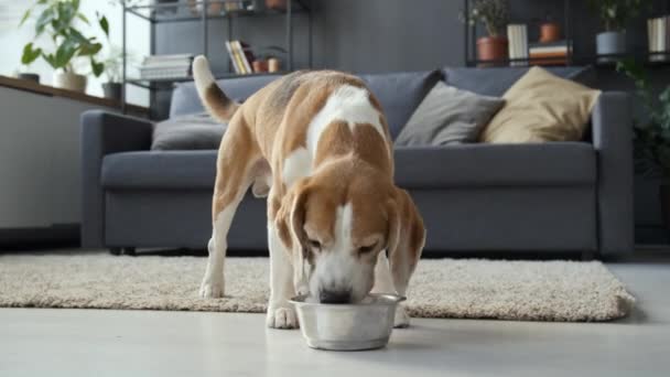 Colpo Pieno Giovane Lepre Marrone Bianco Pied Beagle Cane Venire — Video Stock