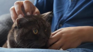 Sarı gözlü siyah kedinin önünde kadın kucağında oturan mavi bluzlu bir kadın kafasını okşuyor, kedi eğleniyor, gözleri kapanıyor. İçeride, gündüz vakti.