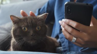 Kadın kucağında oturan sarı gözlü siyah kedinin önünde, elinde telefonu olan mavi bluzlu bir kadın kedisini nazikçe okşuyor, kedi arkasını dönüyor, yalanıyor. İçeride, gündüz vakti.