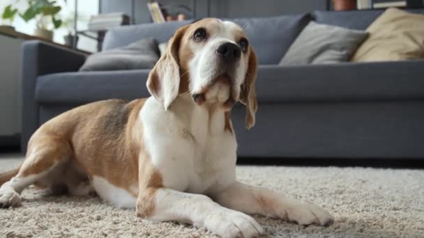 Półboczny Średni Pełny Strzał Psa Beagle Leżącego Dywanie Salonie Lekko — Wideo stockowe