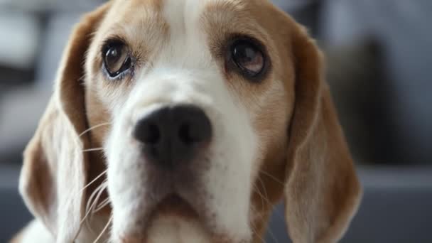 Закройте Маленькую Коричнево Белую Собаку Beagle Сидящую Неподвижно Двигая Глазами — стоковое видео