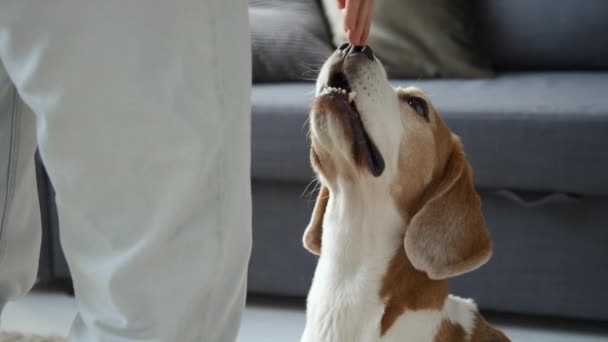 Semi Lateral Solto Close Lebre Marrom Branco Pied Beagle Sentado — Vídeo de Stock